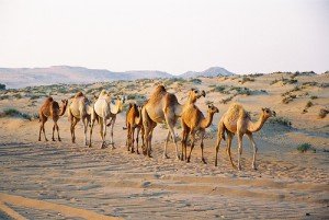 قافلة جمال في الصحراء