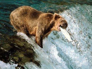 الدب الأمريكي البنّي يصطاد سمكة