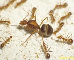 النمل الأصفر المجنون 