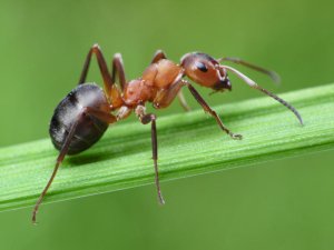 النملة كائن فريد