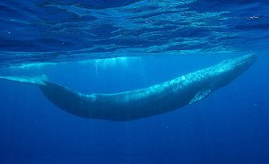 الحيتان الزرقاء كائنات معمّرة