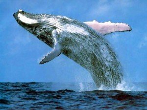 الحيتان الزرقاء كائنات مهاجرة